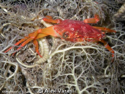 Charybdis sp. on "gorgona" star at night by Alex Varani 